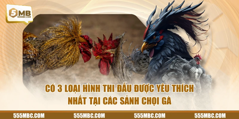 Có 3 loại hình thi đấu được yêu thích nhất tại các sảnh chọi gà